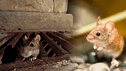 Significado espiritual de ratones a ratas ¿Qué significa tenerlos en la casa?