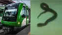 Pasajeros de Línea 1 reportan la presencia de una SERPIENTE en los ASIENTOS del tren: 'Aléjense'