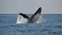 ¡SORPRESA EN EL MAR! Inusual avistamiento de ballenas en Lima y Callao sería por el Niño Costero