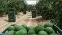 Cultivo de paltas: el "oro verde" del Perú
