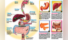 El sistema digestivo y el recorrido de los alimentos en el cuerpo humano