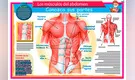 Los músculos del abdomen: conozca sus partes