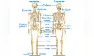 Sistemas del cuerpo humano: Sistema Óseo [FOTOS]