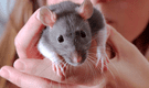 ¿Por qué soñar con ratas que te muerden puede ser una señal de alerta en tu vida?
