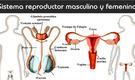 ¿Qué es y cómo funciona el sistema reproductor femenino y masculino?
