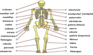 Sistema esquelético: descubre su función vital y la estructura del esqueleto humano