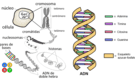 Qué es el ADN, cuáles son sus funciones y cómo está compuesto