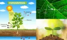 ¿Cuál es el proceso de la fotosíntesis de las plantas?