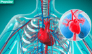 Aprende sobre el sistema circulatorio humano: todos los detalles del principal aparato corporal