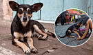 Perrito no entiende porqué lastiman a ‘Jesús’ en el Vía Crucis y lo consuela: “No estás solo”
