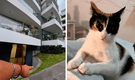 Surco: Al menos 6 gatitos son lanzados desde el octavo piso de un edificio, en el Golf Los Incas