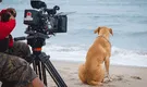 Cine: “Vaguito, Te esperaré en la orilla” se asocia con cadena de cine para llevar comida a perritos abandonados