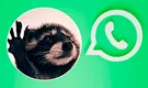 WhatsApp: ¿Cómo descargar el sticker del mapache Pedro y el audio de Raffaella Carrá?