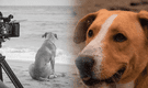Usuarios DESTRUYEN a periodista que criticó al perro actor de "Vaguito": "Usted no da la talla para ser humano"