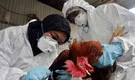 México registra la primera muerte humana por gripe aviar A H5N2 en el mundo, según la OMS