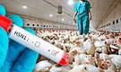 Gripe aviar: ¿qué es el virus H5N1, cuáles son los síntomas y cómo se contagia?