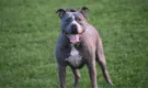 Multan con más de S/12 MIL a dueña de PITBULL que atacó BRUTALMENTE a vecina en La Molina