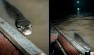 Gigantesca boa aparece en el río Ucayali y pone a temblar a pescadores: video muestra el susto que sufrieron