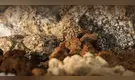 Científicos logran extraer tierras raras sin dañar el medio ambiente con un innovador método de reciclaje