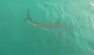 Terror en el mar: avistamientos de tiburones cierran playas en Nueva York este fin de semana