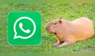 Modo Capibara en WhatsApp: cómo se puede habilitar en agosto de 2025 paso a paso