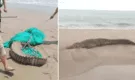 Reportan enorme cocodrilo de casi dos metros nadando en concurrida playa peruana y aterra a bañistas