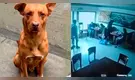 "Caramelito": denuncian rapto del perrito comunitario más querido de San Marcos y vecinos anuncian plantón