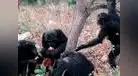 Estudio revela que los chimpancés comparten alimento solo con sus amigos