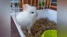 Consejos para cuidar a tu conejo