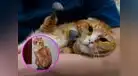 Gatitos callejeros de Siberia disfrutan de sus nuevas patas biónicas [VIDEO]