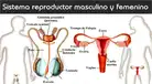 ¿Qué es y cómo funciona el sistema reproductor femenino y masculino?