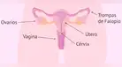 ¿Qué es el sistema reproductor femenino?: conoce sus partes y cómo funciona el aparato reproductor