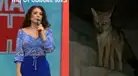 Janet Barboza indignada por caso de zorro Run Run: "No al tráfico de animales"