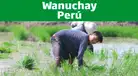 Bono Wanuchay 2022: ¿Qué hacer si no cobré los 350 soles en la fecha indicada?