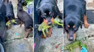 Rottweiler caza a una iguana y su dueño le grita: “Suelta eso, Gustavo, ese animalito no te hizo nada”