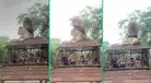 Pareja de leones tiene sexo encima de vehículo safari; turistas graban épico momento