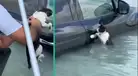 Dubái: gato se aferra a la vida luego de quedarse atrapado en las inundaciones masivas