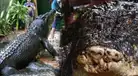 Muere Cassius en Australia: cocodrilo de más de 110 años considerado el más grande del mundo