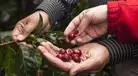 El rol clave de la mujer caficultora en el desarrollo del café peruano