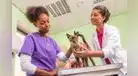 Día Mundial del Veterinario: Guardianes de la salud animal y humana en Perú