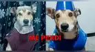 Clamor desesperado en Los Olivos: familia implora ayuda para hallar a su perrito herido y perdido