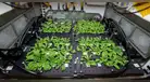 ¿La comida del futuro? Así es la primera ‘granja’ espacial de alimentos que desarrolla la NASA para los astronautas