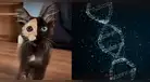 No es magia, es ciencia: la condición genética del 'gato con dos caras' que lo hace único en su especie