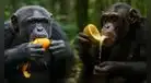 Una conducta inesperada: chimpancés beberían alcohol a diario en su hábitat natural, según científicos