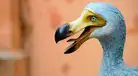 Luego de estar extinto por 300 años, el dodo volvería a poblar el océano Índico gracias a una iniciativa genética