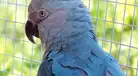 Nace en zoológico belga un GUACAMAYO AZUL de Brasil, extinto en la naturaleza hace 25 AÑOS