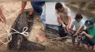 Cocodrilo de 3 metros fue hallado en un criadero en Tumbes: especie podría habitar lugares públicos de la región
