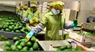 Palta peruana logra expansión sin precedentes: Europa y Asia se consolidan como los destinos más rentables