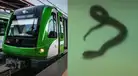 Pasajeros de Línea 1 reportan la presencia de una SERPIENTE en los ASIENTOS del tren: 'Aléjense'