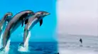 Vecinos reportan sorprendente avistamiento de delfines muy cerca de la orilla en La Herradura, Chorrillos